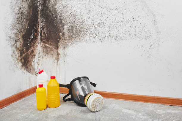 Best Local Mold Removal Service  in Kaibito, AZ