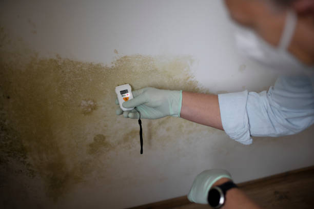 Best Toxic Mold Removal  in Kaibito, AZ
