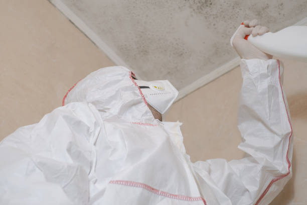 Best Local Mold Removal Service  in Kaibito, AZ