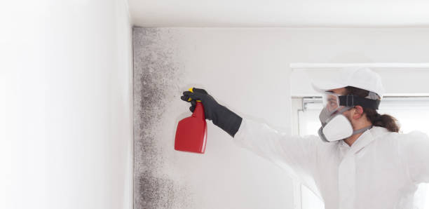 Best Certified Mold Removal  in Kaibito, AZ