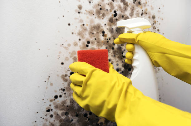 Best Attic Mold Removal  in Kaibito, AZ
