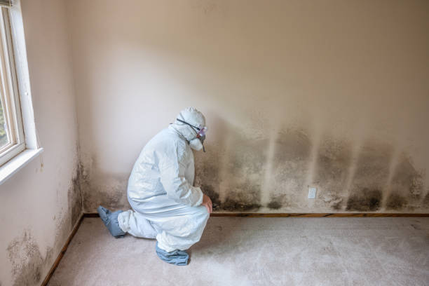 Best Commercial Mold Removal  in Kaibito, AZ