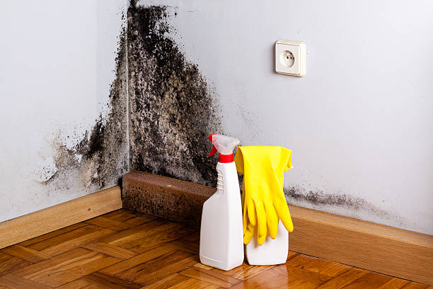 Best Same-Day Mold Removal  in Kaibito, AZ